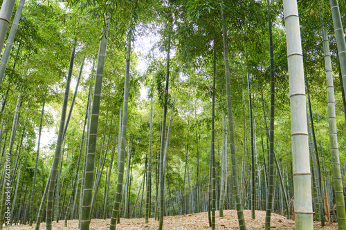 Arashiyama bamboo forest in Kyoto, Japan.