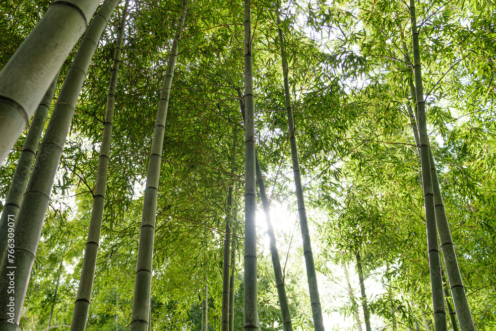 Fototapeta premium Tranquil Bamboo Forest with Sunlight Filtering Through