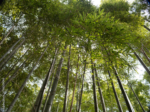 Tranquil Bamboo Forest with Sunlight Filtering Through