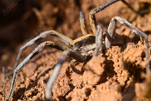 Large spider on a prawl on the forest floor, India