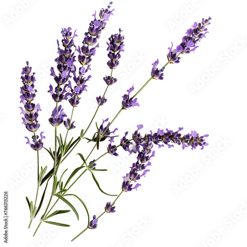Beautiful Lavender flowers on a white background. 