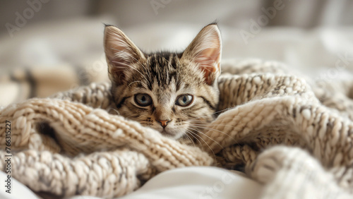Cute little kitten lying on soft blanket, closeup. Adorable pet