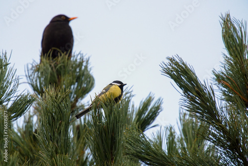 great tit, parus major,  is perching on a twig at a spring morning