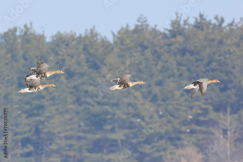 White-fronted geese moving between feeding grounds