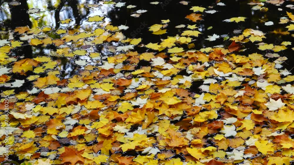 yellow leaves lying on the water in autumn yellow leaves lying on the water in autumn