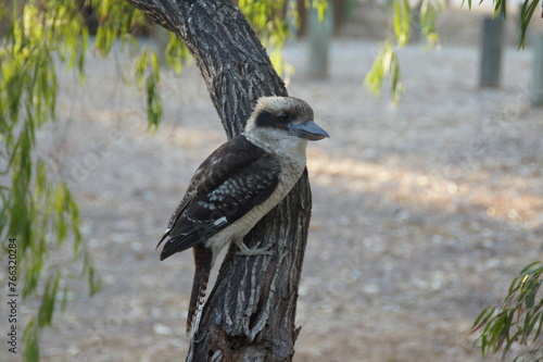 Kookaburra
