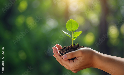 Environment concept, Earth Day In the hands of trees growing seedlings, Bokeh green Background, Female hand holding tree on nature field grass Forest conservation concept
