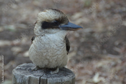 Kookaburra