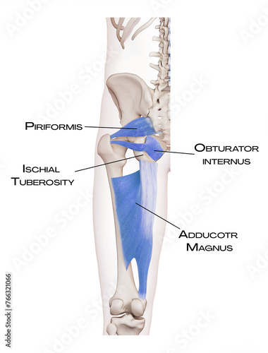 Thigh and pelvis of the deep front line - priformis, obturator internus, adductor magnus + ischial tuberosity