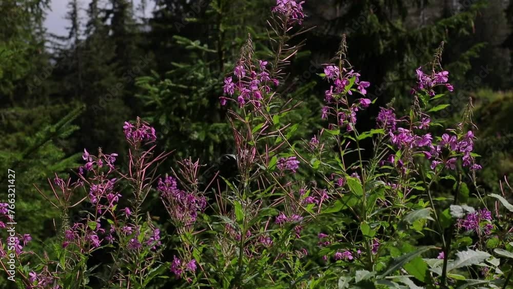 Ivan tea flowers in Ukrainian Carpathian mountains Ivan tea flowers in Ukrainian Carpathian mountains