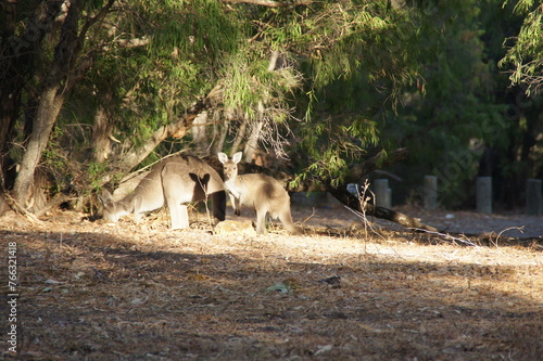 Känguru mit Jungtier