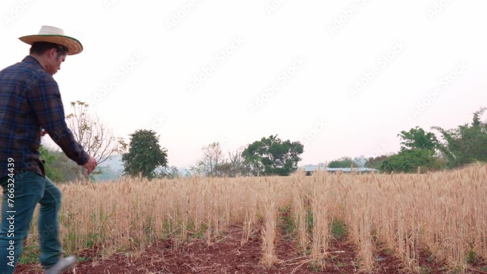 Asian male farmer walks through green wheat field and studies plant growth using tablet, agronomist explores barley, concept of organic food and healthy eating Asian male farmer walks through green wheat field and studies plant growth using tablet, agronomist explores barley, concept of organic food and healthy eating