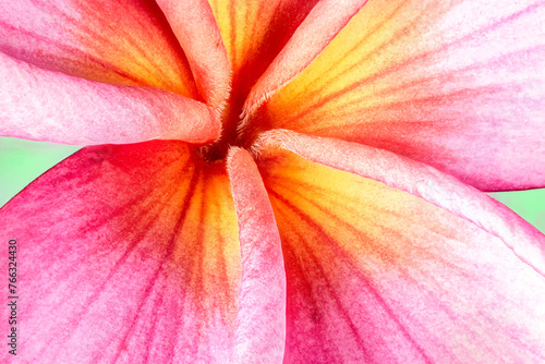 Plumeria Blossom Close-up.