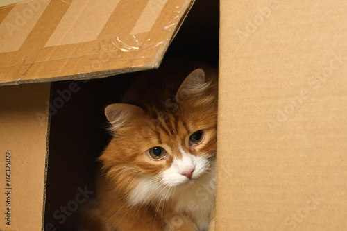 A red cat curiously looks out and watches from a cardboard box. Close-up