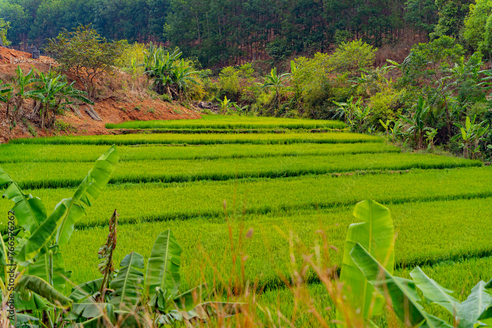 A rice field.
Central Vietnam. The mountainous regions of the country. A rice field.
Central Vietnam. The mountainous regions of the country.