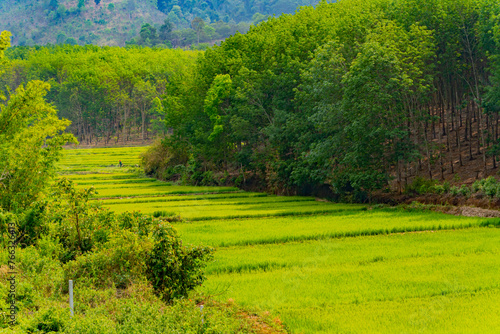 A rice field. Central Vietnam. The mountainous regions of the country.