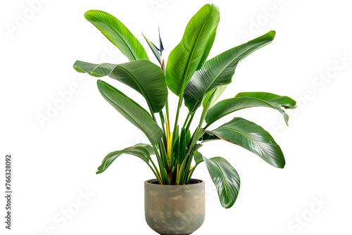 Bird of Paradise Plant in a Pot Isolated on Transparent Background
