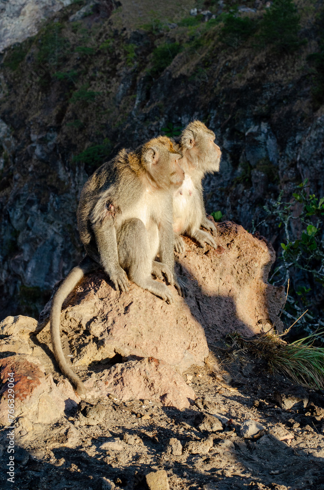 Monkeys's couple in Ubud Bali Guided Sunset Hike to the Summit of Mount Batur 