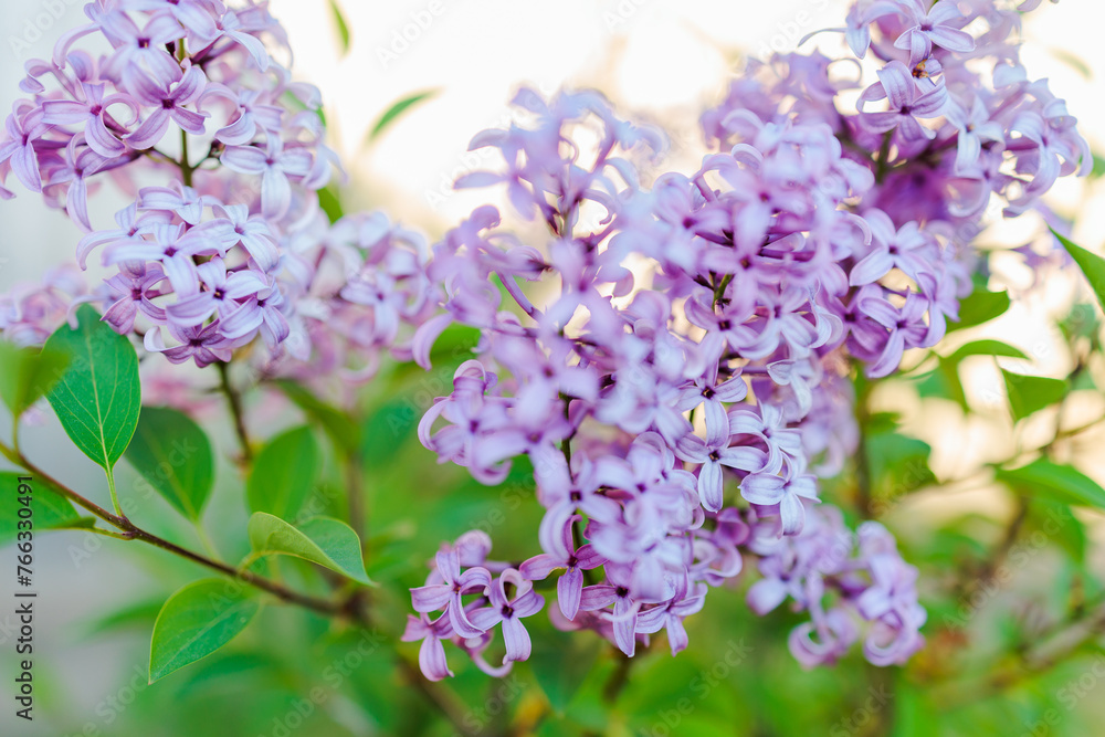 Spring lilacs in backyard garden. Spring lilacs in backyard garden.