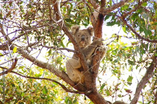 Koala