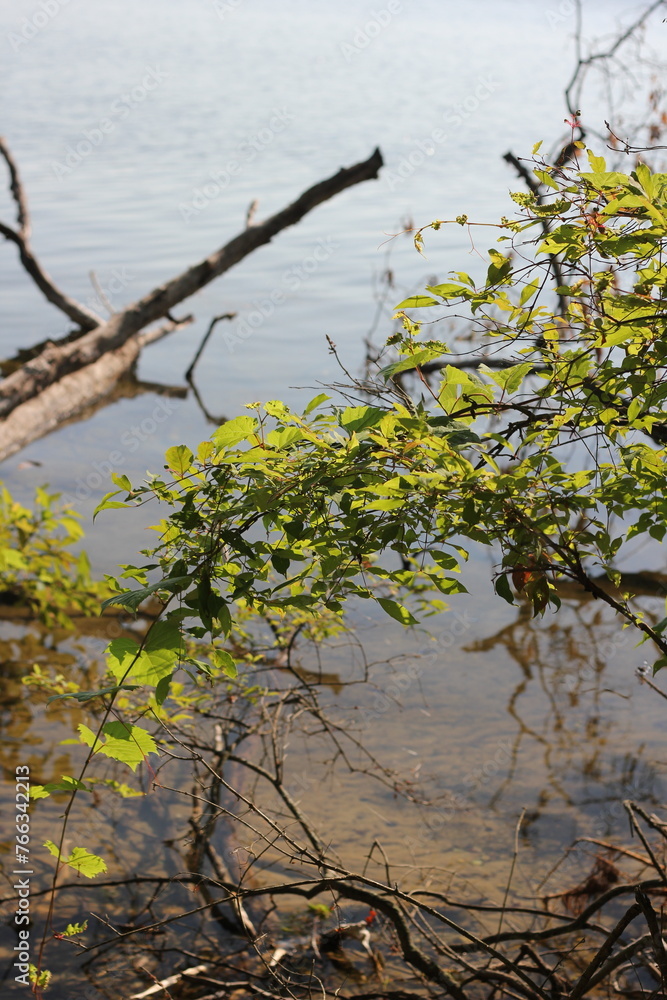 Wild reeds growing along the lake shore. Wild reeds growing along the lake shore.