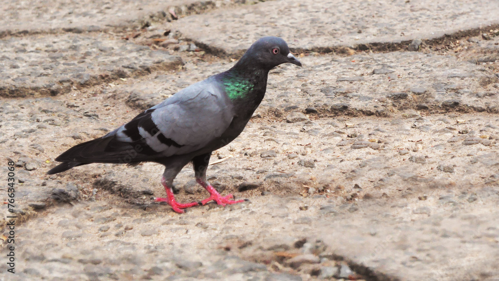 Food search of a pigeon