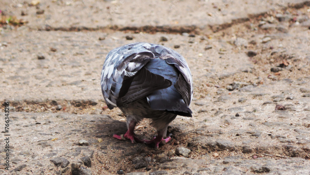 Fototapeta premium Food search of a pigeon