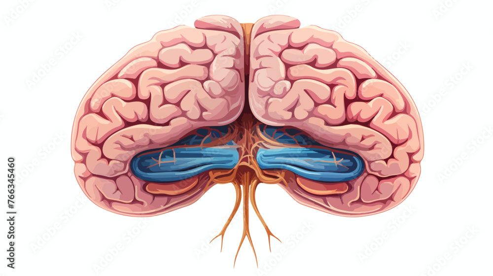 Illustration of pineal gland in human brain anatomy Stock Vector ...