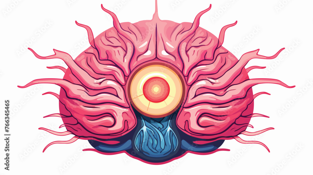 Illustration of pineal gland in human brain anatomy Stock Vector ...