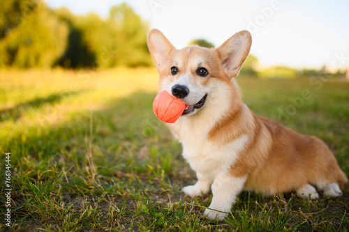 Young Pembroke Welsh Corgi dog sits on grass on a summer sunny day during walk with his favorite toy in his mouth, orange ball. Animal play concept outdoors, pet shop, pet toys.