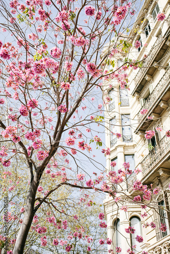 Spring nature mood photo of beautiful blooming Sakura tree on Barcelona street of Example. Modernist building  facade with cute balconies on the background.