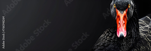 a close up of a black swan with a red beak and orange eyes on a black background with a black background.