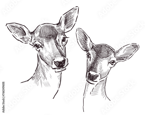 Doe, fallow deer, roe deer; animal portrait; two, head, sketch, realistic, vector hand drawn illustration isolated on white