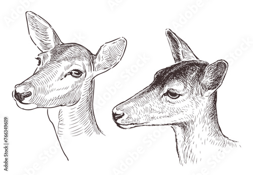 Doe, fallow deer, roe deer; two,animal portrait; head, sketch, realistic, vector hand drawn illustration isolated on white