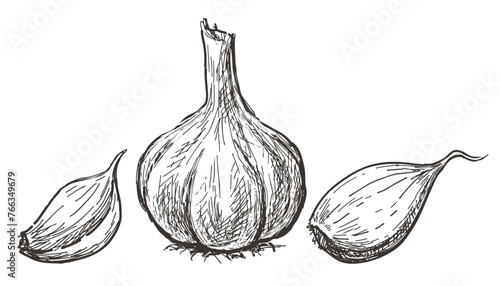 Garlic, whole, cloves,vegetable, sketch,delicious healthy food, vector hand drawing isolated on white photo