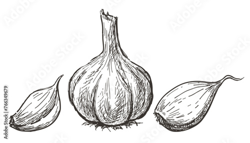 Garlic, whole, cloves,vegetable, sketch,delicious healthy food, vector hand drawing isolated on white