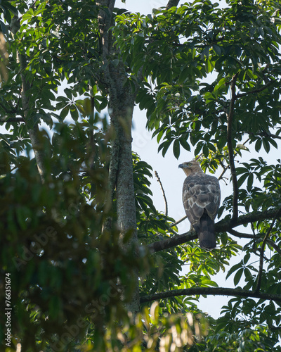 Javan Eagle on Tree