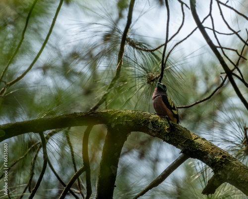 Banded broadbill on branch