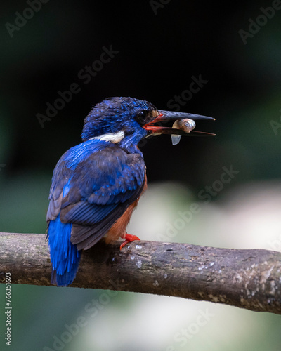 kingfisher on branch and eating fish