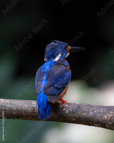 kingfisher on branch