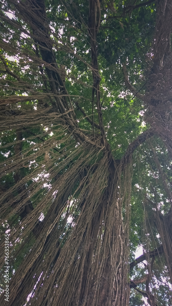 Fototapeta premium Trees in the forest
