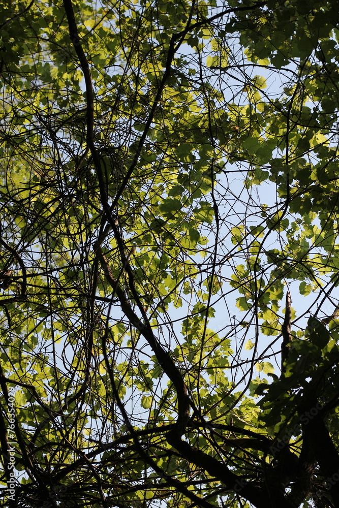 Fototapeta premium trees and sky
