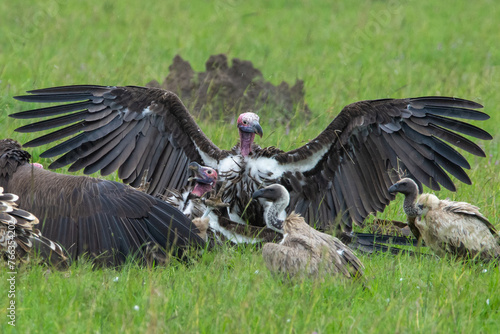 Vulture