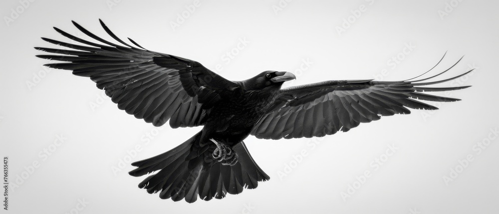 Obraz premium A B&W photo of a bird flying, with its wings spread wide