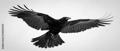  A B W photo of a bird flying  with its wings spread wide