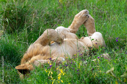Lion