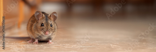 Close-up of a curious brown house mouse with a soft focus background, highlighting pest control or wildlife concepts