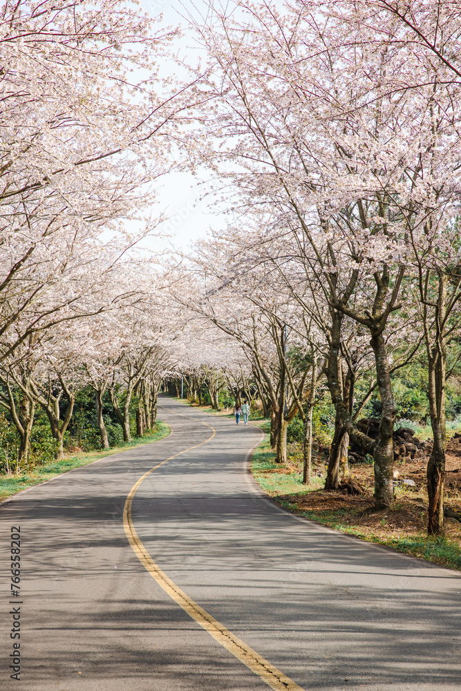 Fototapeta premium 한국 벚꽃길 드라이브 풍경