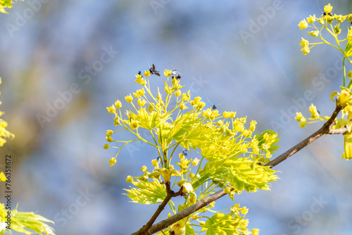 Adelidae moth on yellow flowers in spring photo