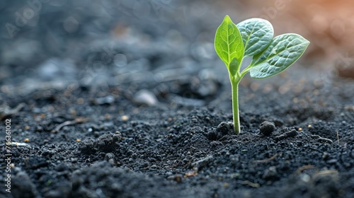 A small green sprout growing from the black soil, macro photography with a blurred background, closeup of a plant seedling in a garden, natural organic concept, copy space for text